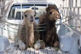 Tunisia Photos