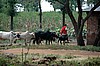 Reba�o masai