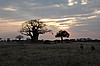 Tarangire
