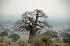 Baobab en Tarangire
