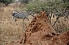 Termitero en Tarangire