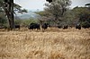 Tarangire