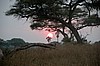 Tarangire