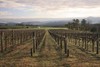 Victoria: vi�edo en Yarra Valley