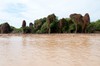 Tonl&eacute; Sap: manglar