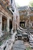 Ta Prohm, Angkor
