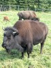 Bisontes