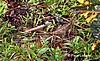Basilisco.
Tortuguero.