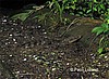 Caim&aacute;n.
Tortuguero.