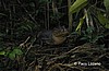 Caim&aacute;n.
Tortuguero.