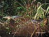 Caimanes.
Tortuguero.