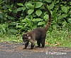 Coat&iacute;.
Volc&aacute;n Arenal.