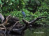 Garceta azul.
Tortuguero.