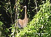Garza tigre.
Tortuguero.