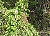 Iguana.
Tortuguero.