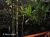 Lodge.
Tortuguero.