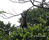 Mono aullador.
Tortuguero.