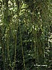 Bosque nuboso.
Monteverde.