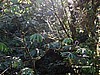 Bosque nuboso.
Monteverde.