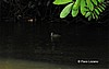 Pato cantil.
Tortuguero.