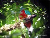 Quetzal.
Monteverde.