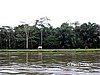 Pastizal en el lindero del bosque lluvioso.
Tortuguero.