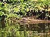 Tortuga.
Tortuguero.