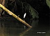 Ave del bosque lluvioso.
Tortuguero.