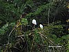 Aves del bosque lluvioso.
Tortuguero.