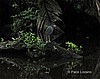 Garceta azul.
Tortuguero.