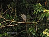 Ave del bosque lluvioso.
Tortuguero.