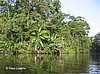 Rain forest.
Tortuguero.