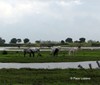 Do�ana: caballos