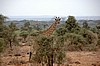 Amboseli
