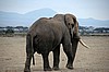 Amboseli