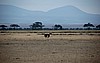 Amboseli