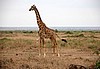 Amboseli