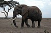 Amboseli