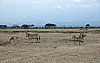 Amboseli