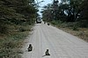 Amboseli