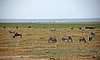 Amboseli