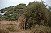 Amboseli