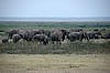 Amboseli