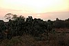 Amboseli
