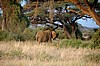 Amboseli