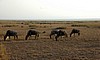 Amboseli