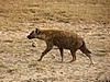 Amboseli