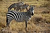 Amboseli