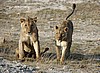 Amboseli