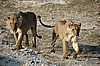 Amboseli